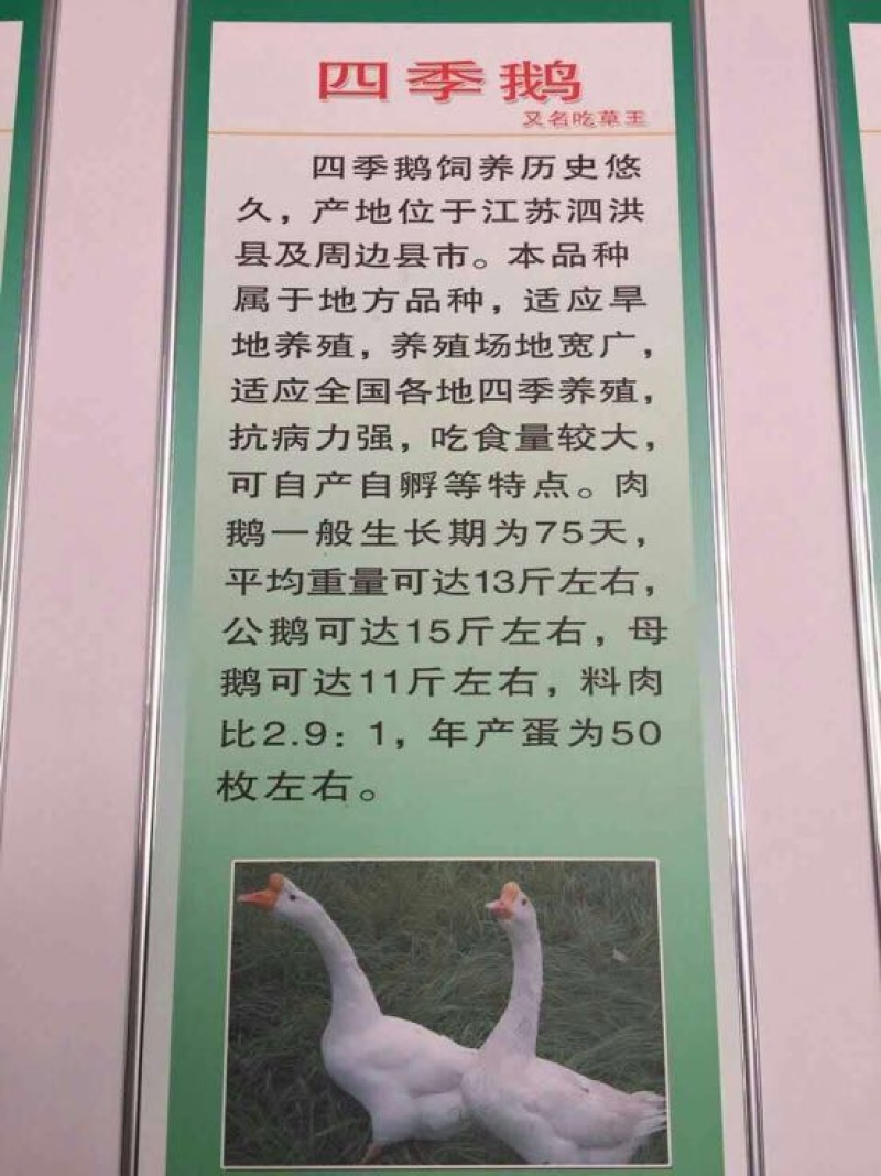 狮头鹅苗