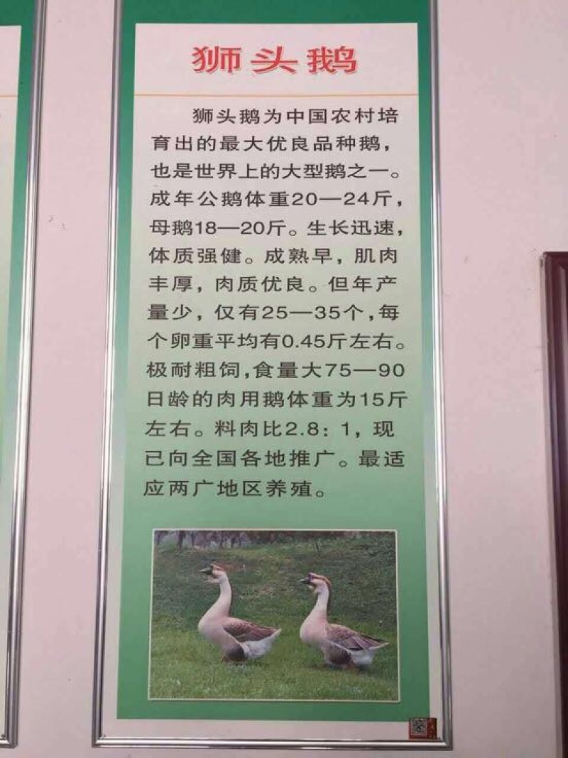 狮头鹅苗