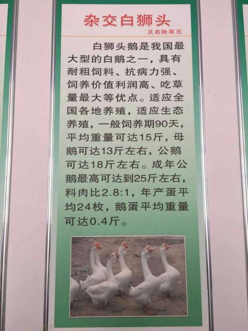 狮头鹅苗