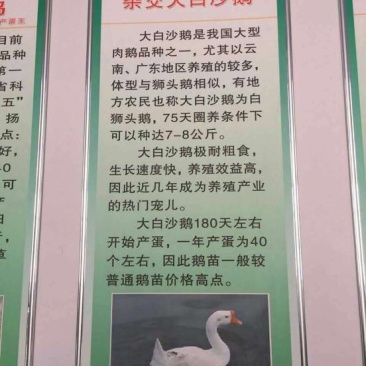 狮头鹅苗