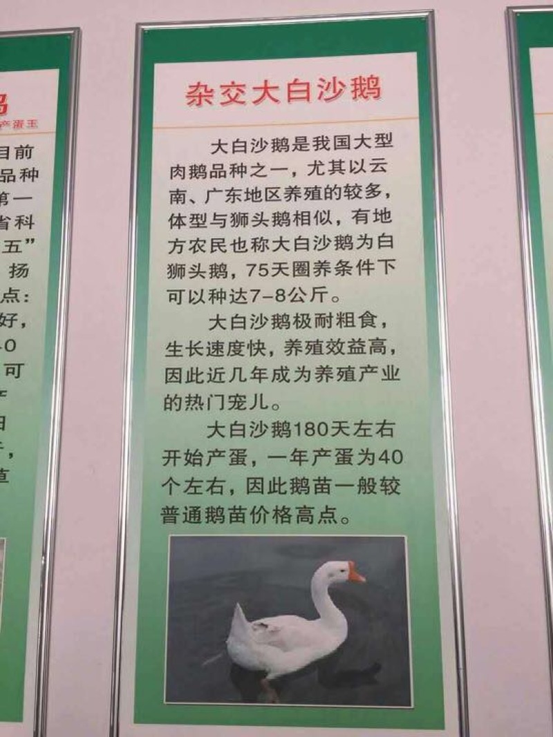 狮头鹅苗