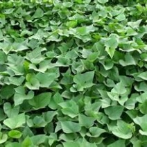 商薯19红薯苗15～25cm,8～10个叶子，剪苗，