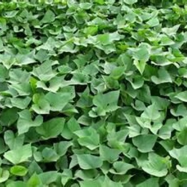 商薯19红薯苗15～25cm,8～10个叶子，剪苗，