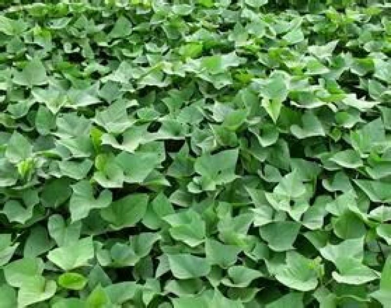 商薯19红薯苗15～25cm,8～10个叶子，剪苗，
