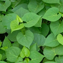 紫薯苗15~25cm