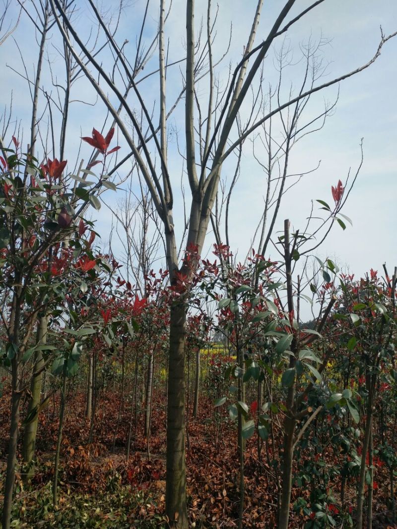 黄山栾树18~20cm14~16cm4米以上