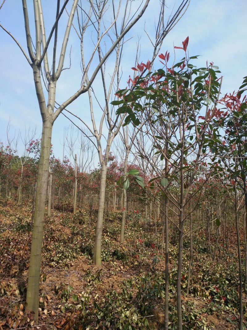 黄山栾树18~20cm14~16cm4米以上