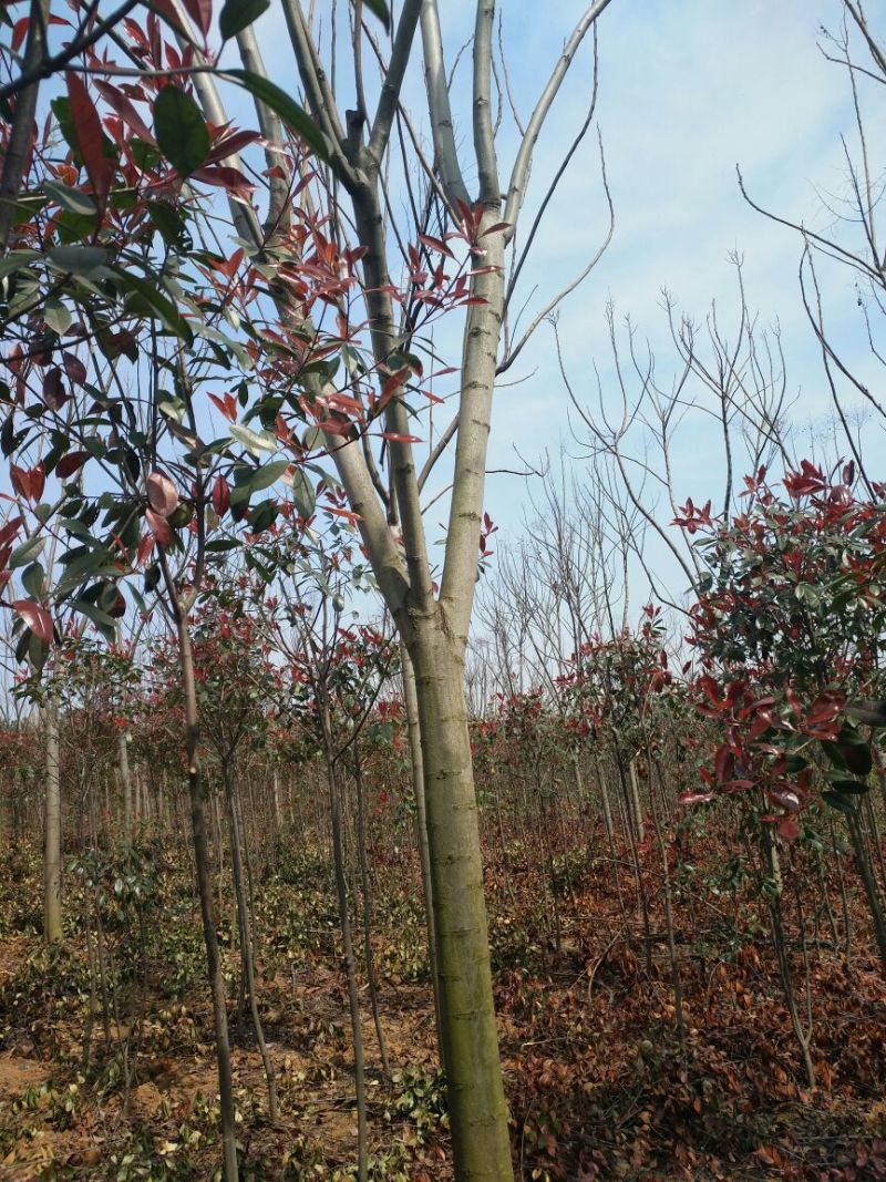 黄山栾树18~20cm14~16cm4米以上