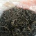 百年大树茶特级