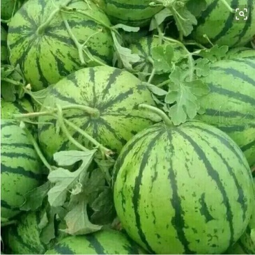 甜王西瓜7斤打底8成熟1茬