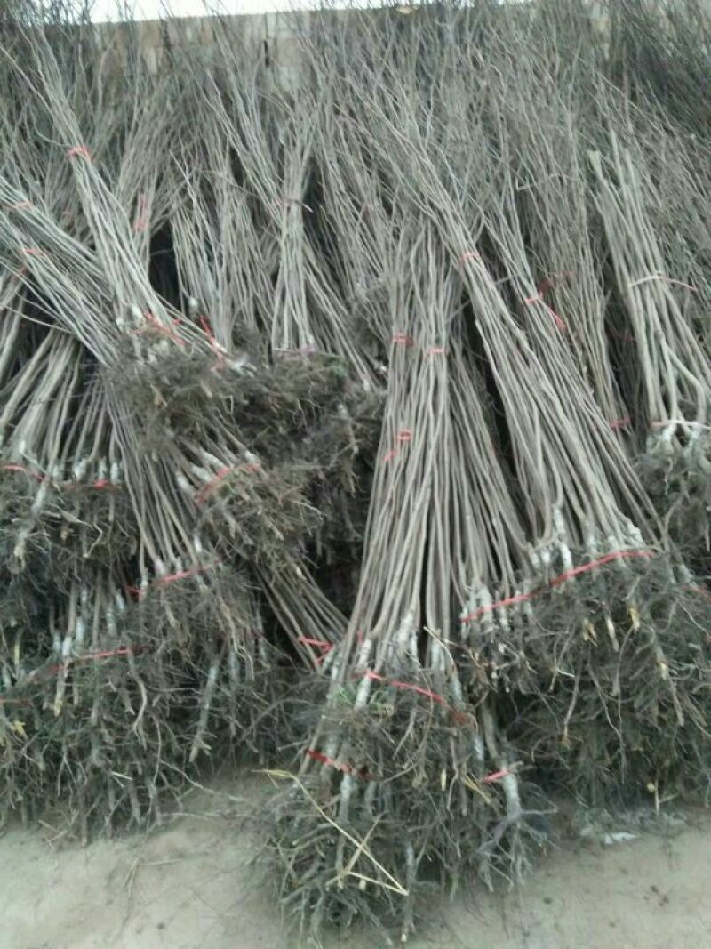 柿树，江苏徐州柿子树，产地发货，质量保证，欢迎进店联系