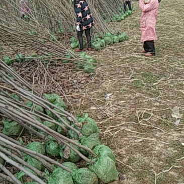 柿树，江苏徐州柿子树，产地发货，质量保证，欢迎进店联系