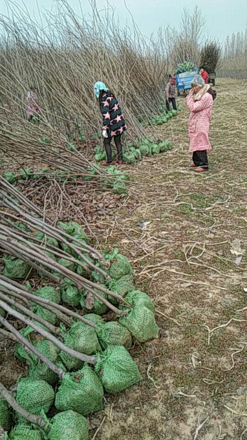 柿树，江苏徐州柿子树，产地发货，质量保证，欢迎进店联系