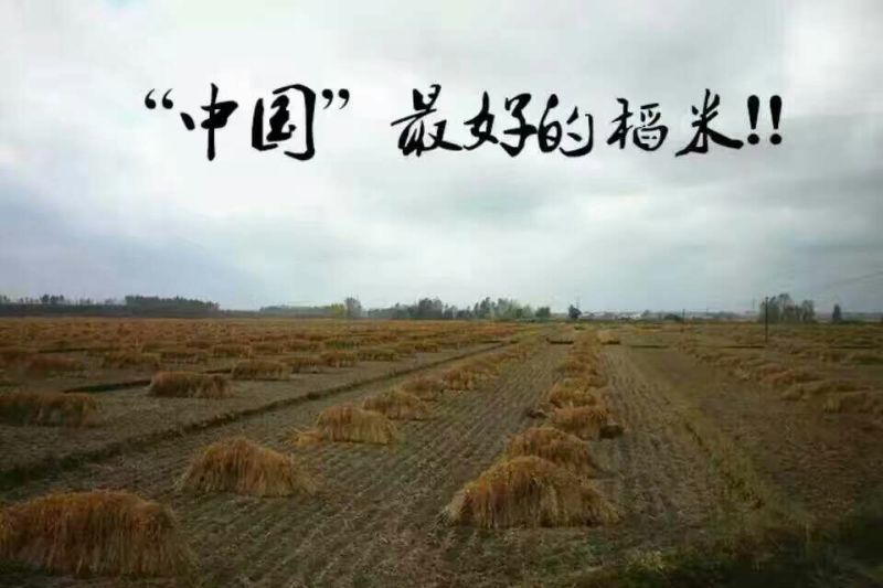 长粒香大米新米一级