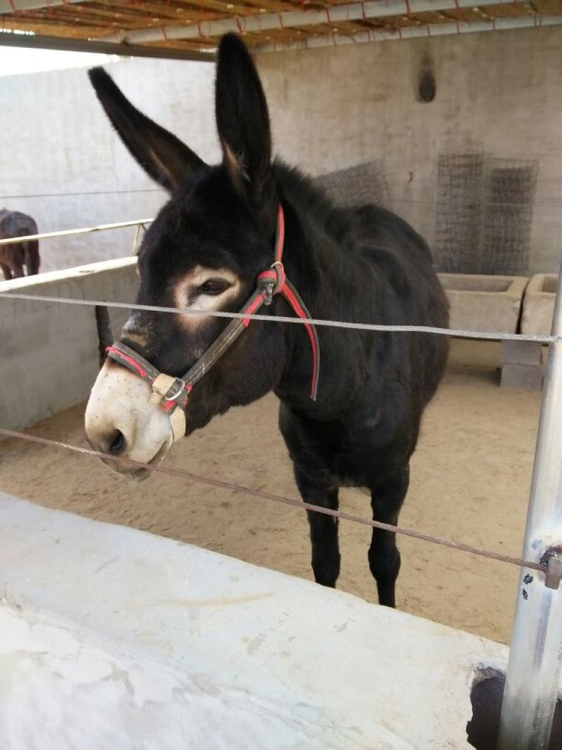 德州驴500斤以上