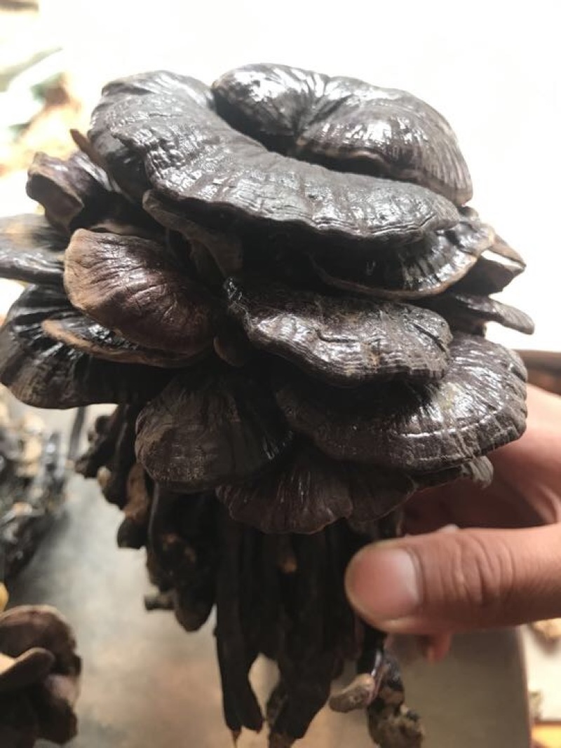 竹灵芝