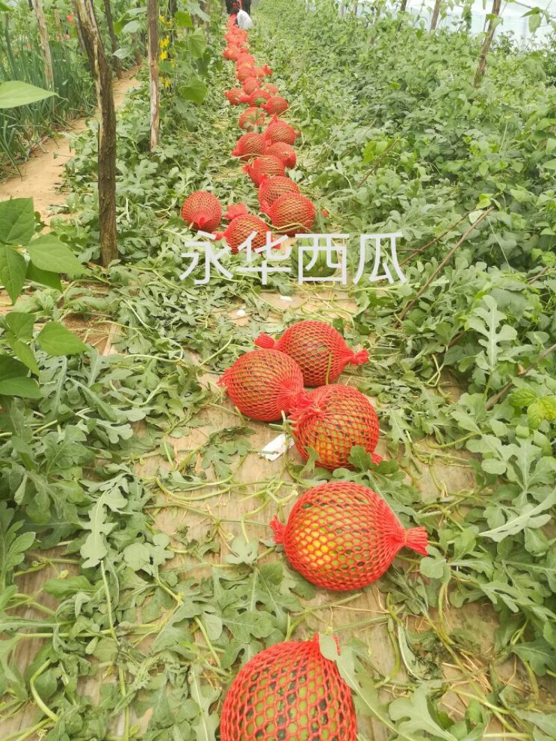 京欣甜王西瓜大量上市保熟保甜西瓜9成熟1茬