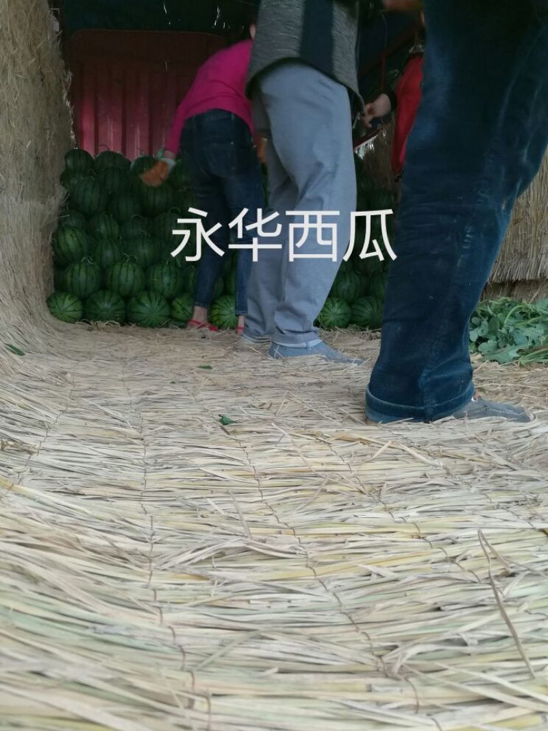 京欣甜王西瓜大量上市保熟保甜西瓜9成熟1茬