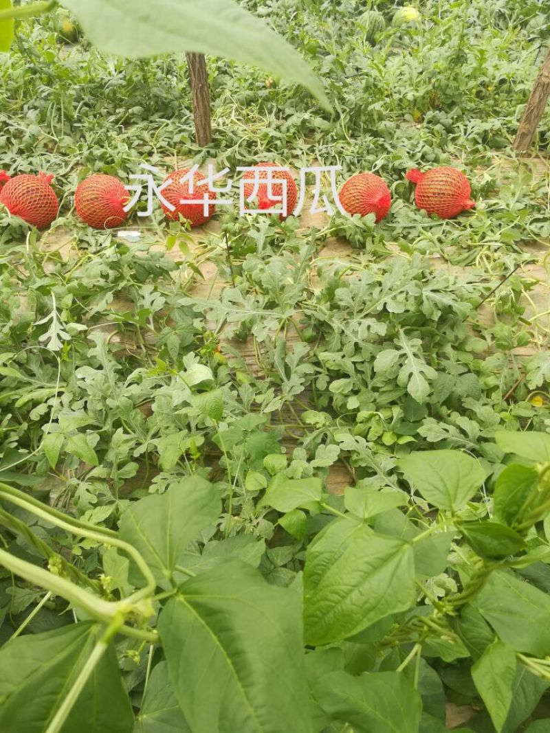 京欣甜王西瓜大量上市保熟保甜西瓜9成熟1茬