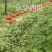 京欣甜王西瓜大量上市保熟保甜西瓜9成熟1茬