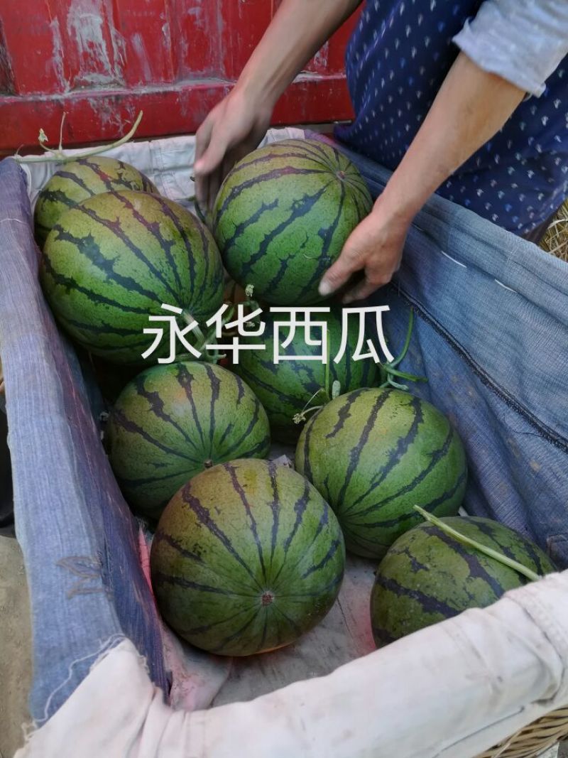 京欣甜王西瓜大量上市保熟保甜西瓜9成熟1茬