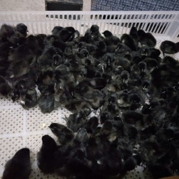 土鸡苗脱温苗500克以下