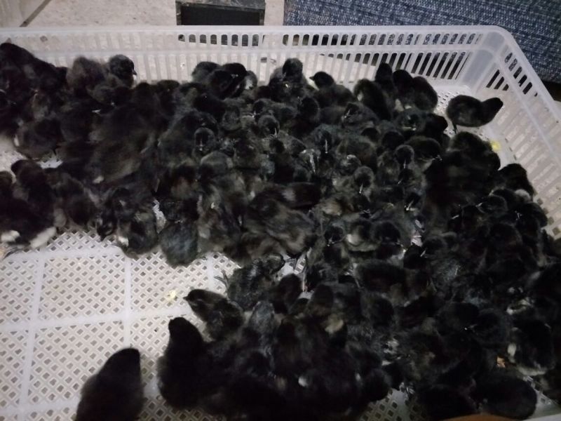 土鸡苗脱温苗500克以下