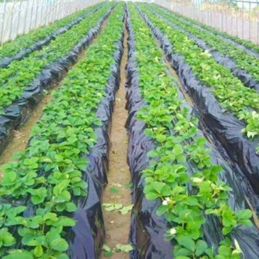 地膜黑色保温膜树苗扦插专用膜除草膜多种规格