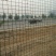 荷兰网50*50mm
