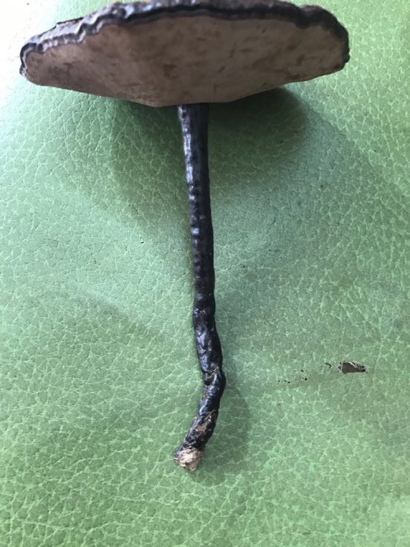 灵芝