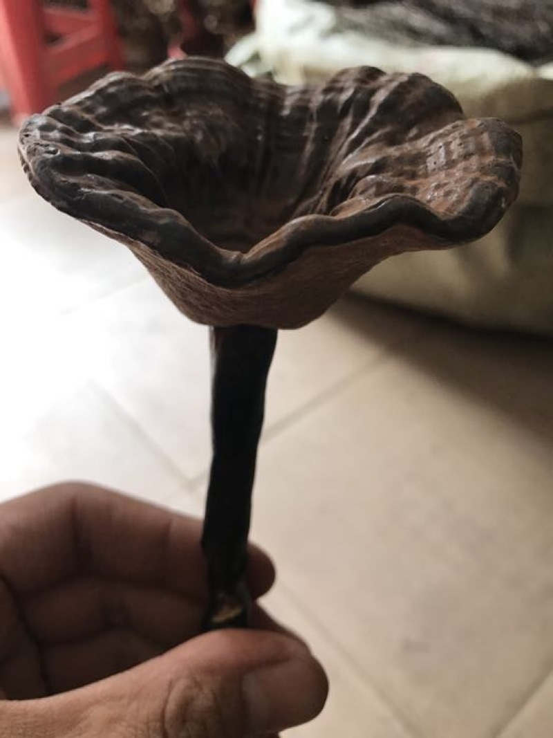 灵芝