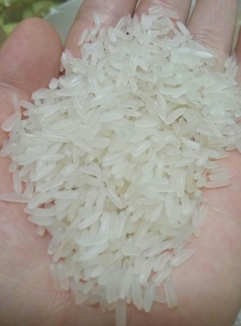 黄花粘大米香米贡米软香糯油性米质米饭软糯粘