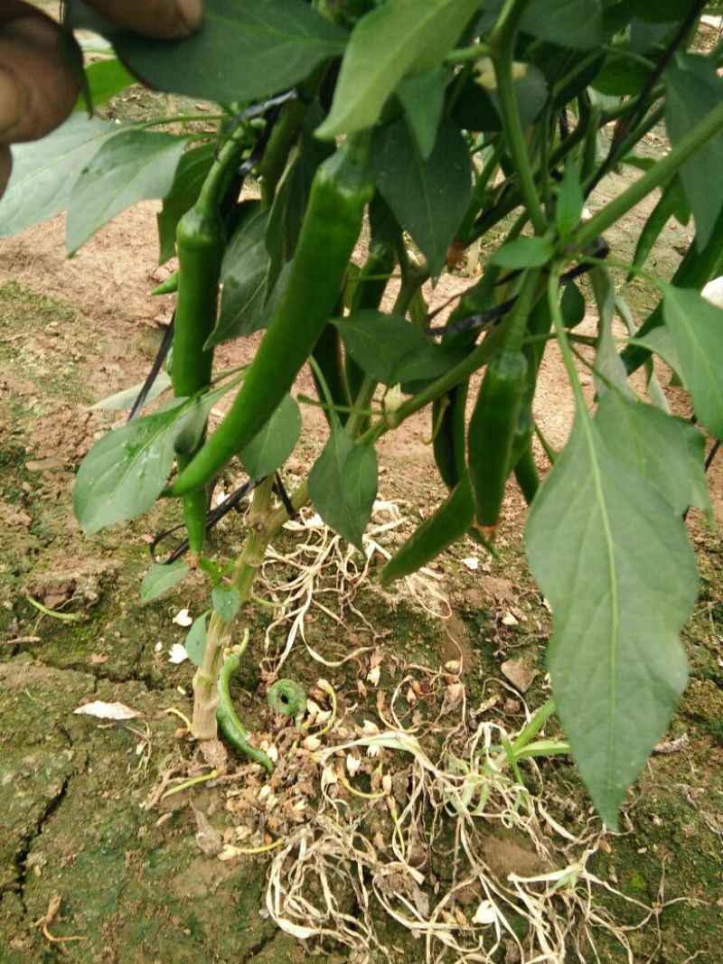 山东青州优质黄皮辣椒大量上市了，货源多，质量好，基地直供