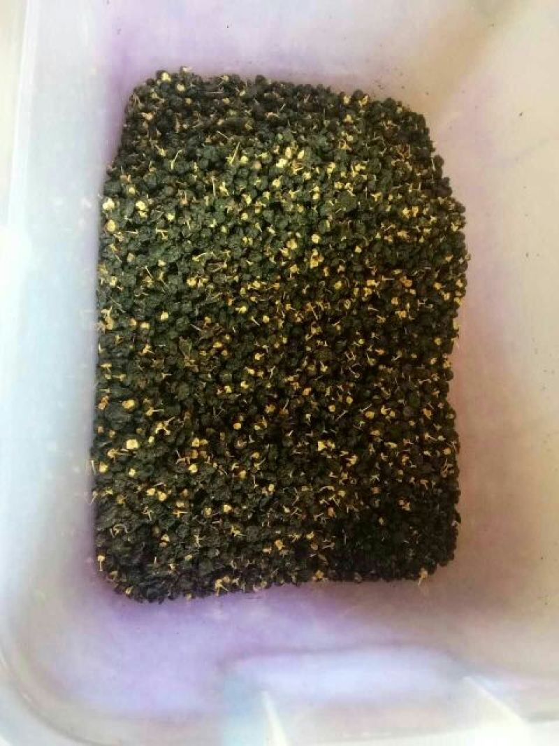 黑枸杞干货头茬