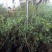 蓝莓苗特大蓝莓树苗南方北方种植盆栽地栽阳台庭院果树苗当年