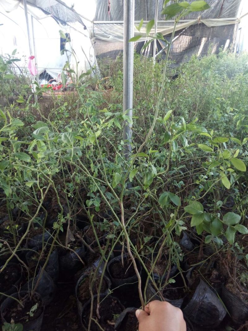 蓝莓苗特大蓝莓树苗南方北方种植盆栽地栽阳台庭院果树苗当年