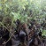 蓝莓苗特大蓝莓树苗南方北方种植盆栽地栽阳台庭院果树苗当年