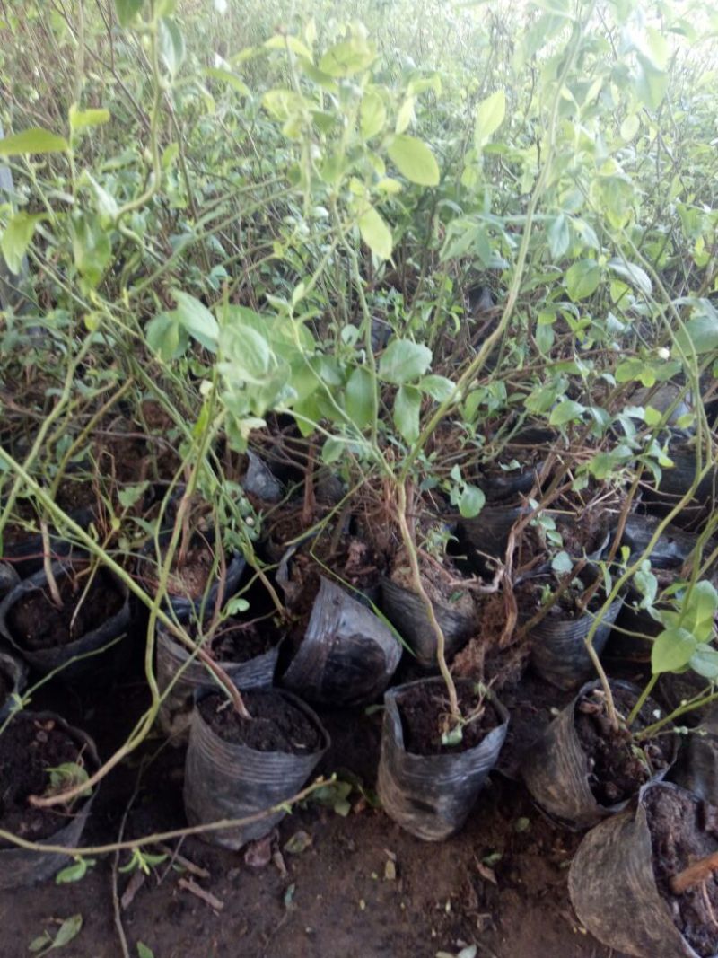 蓝莓苗特大蓝莓树苗南方北方种植盆栽地栽阳台庭院果树苗当年