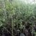 蓝莓苗特大蓝莓树苗南方北方种植盆栽地栽阳台庭院果树苗当年