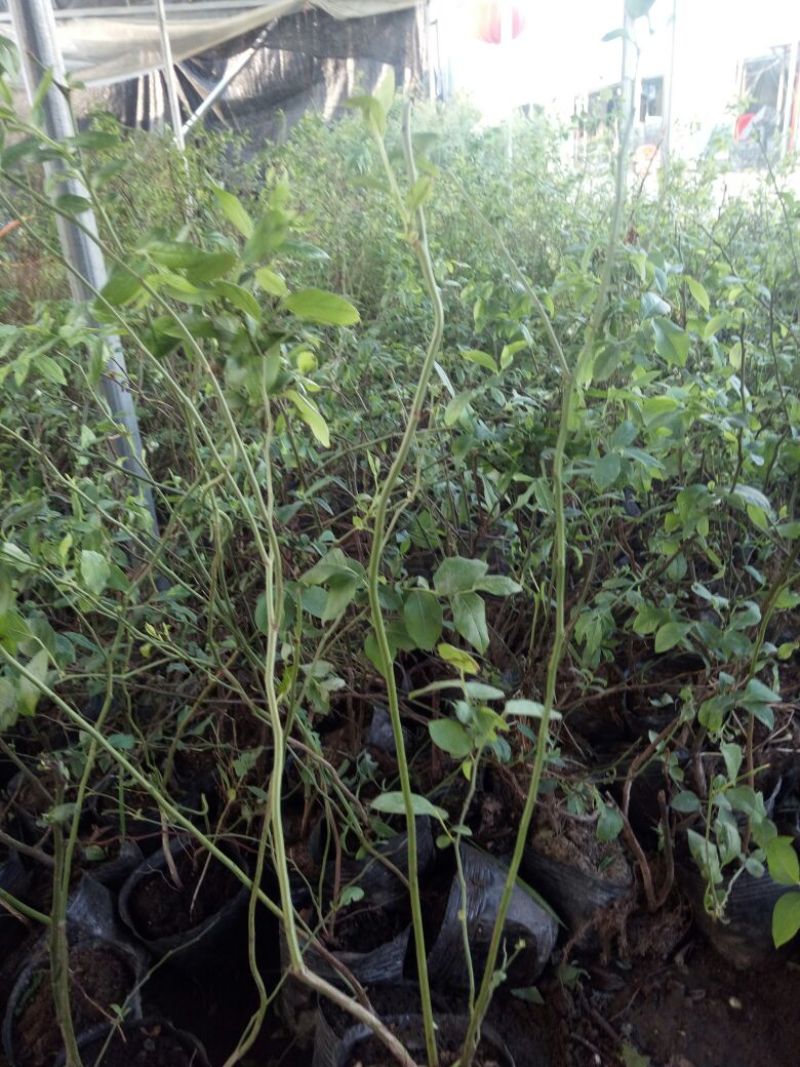 蓝莓苗特大蓝莓树苗南方北方种植盆栽地栽阳台庭院果树苗当年