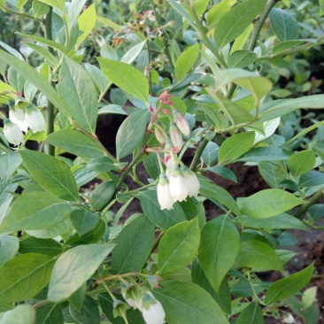 蓝莓苗特大蓝莓树苗南方北方种植盆栽地栽阳台庭院果树苗当年