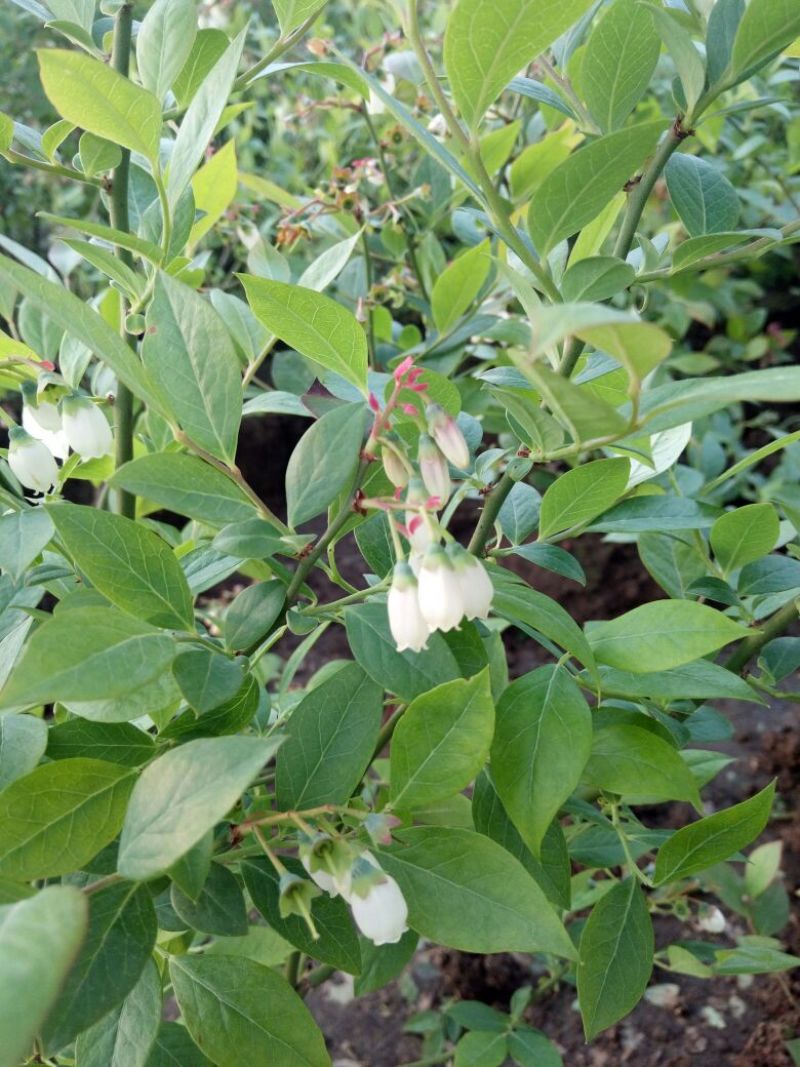 蓝莓苗特大蓝莓树苗南方北方种植盆栽地栽阳台庭院果树苗当年