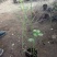 蓝莓苗特大蓝莓树苗南方北方种植盆栽地栽阳台庭院果树苗当年