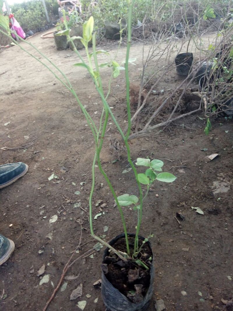 蓝莓苗特大蓝莓树苗南方北方种植盆栽地栽阳台庭院果树苗当年