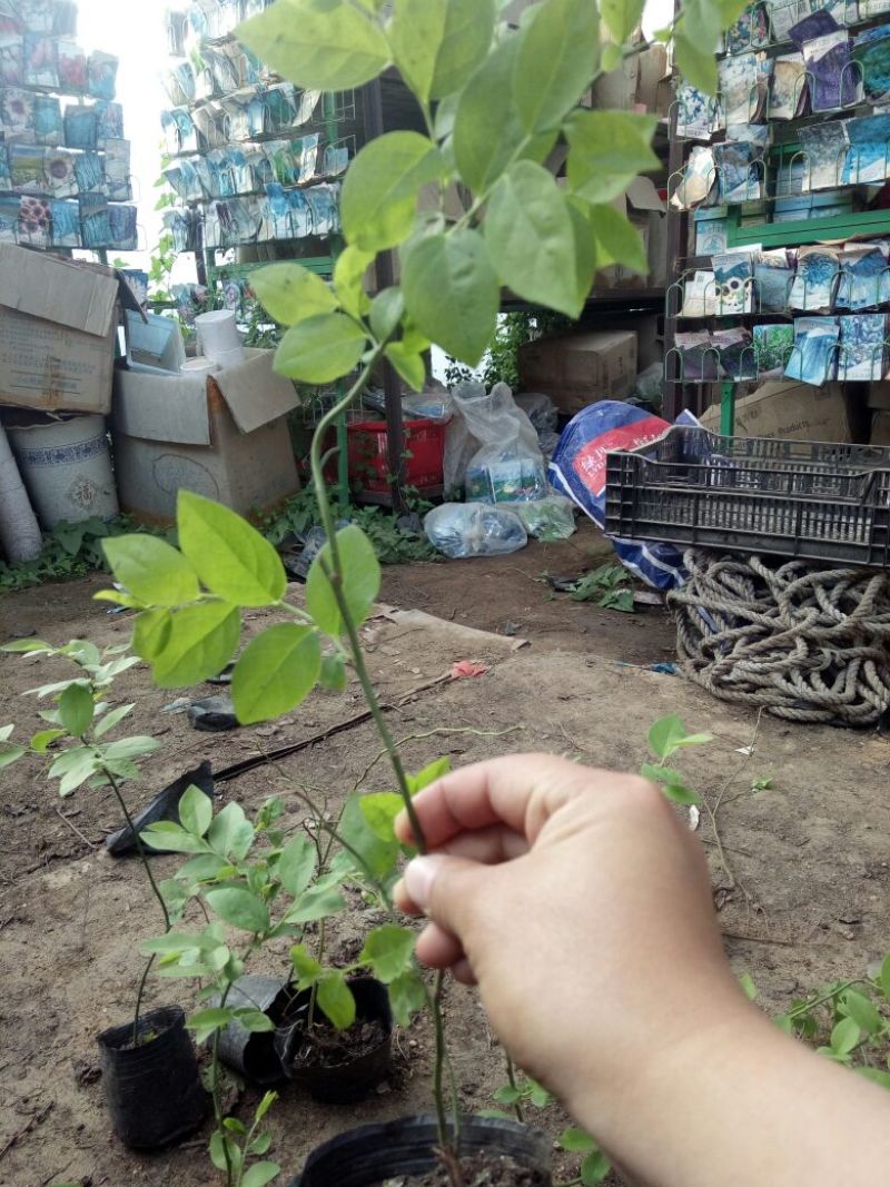 蓝莓苗特大蓝莓树苗南方北方种植盆栽地栽阳台庭院果树苗当年