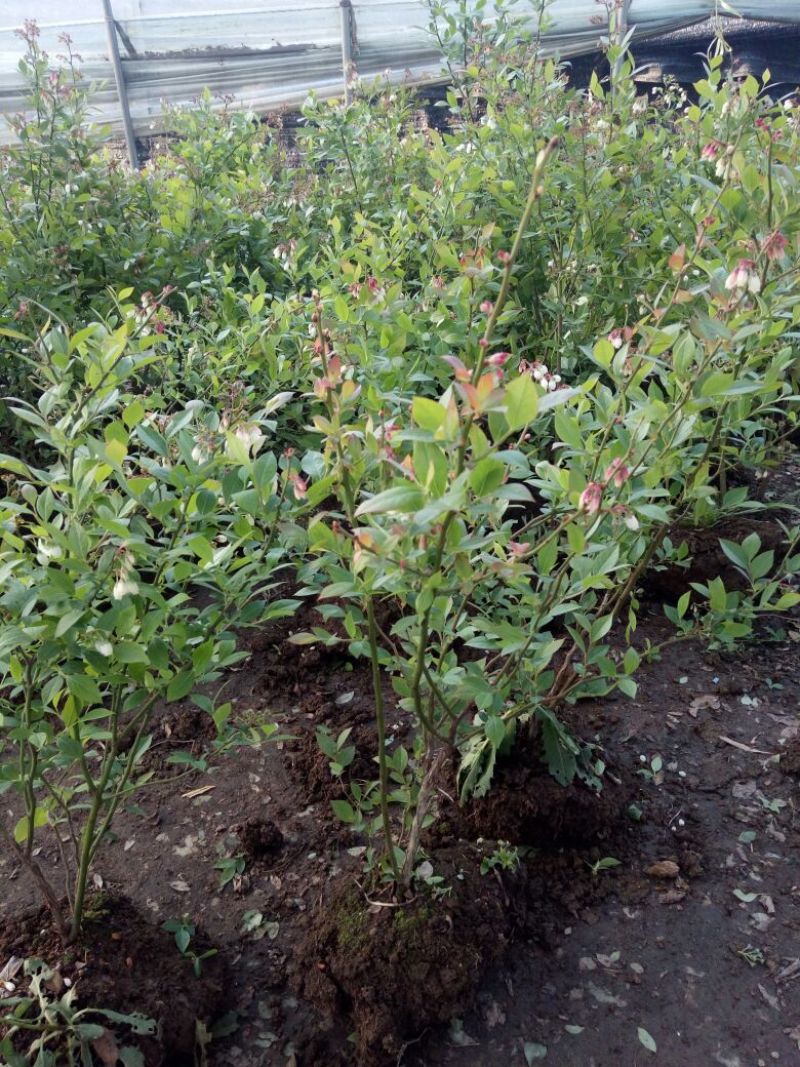 蓝莓苗特大蓝莓树苗南方北方种植盆栽地栽阳台庭院果树苗当年