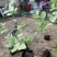 蓝莓苗特大蓝莓树苗南方北方种植盆栽地栽阳台庭院果树苗当年