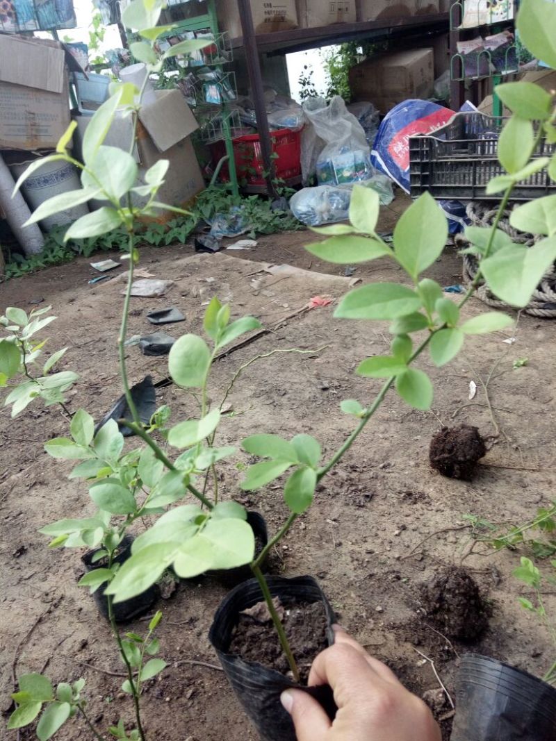 蓝莓苗特大蓝莓树苗南方北方种植盆栽地栽阳台庭院果树苗当年
