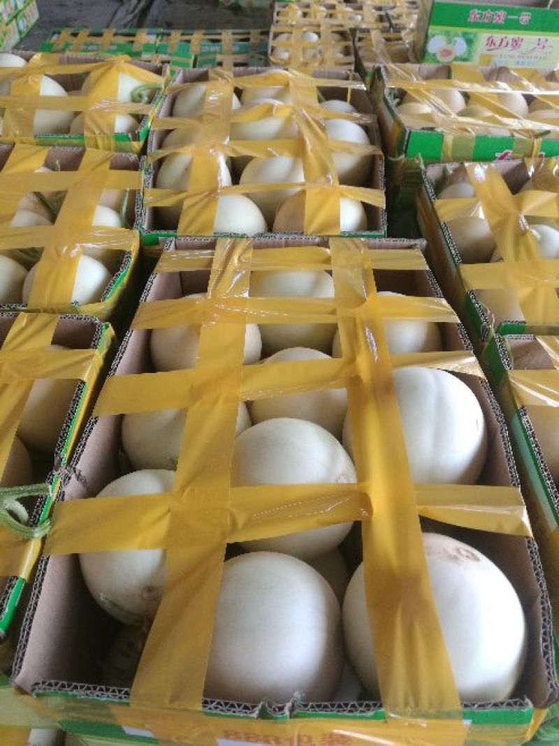 陕西东方蜜白甜瓜精品1斤以上