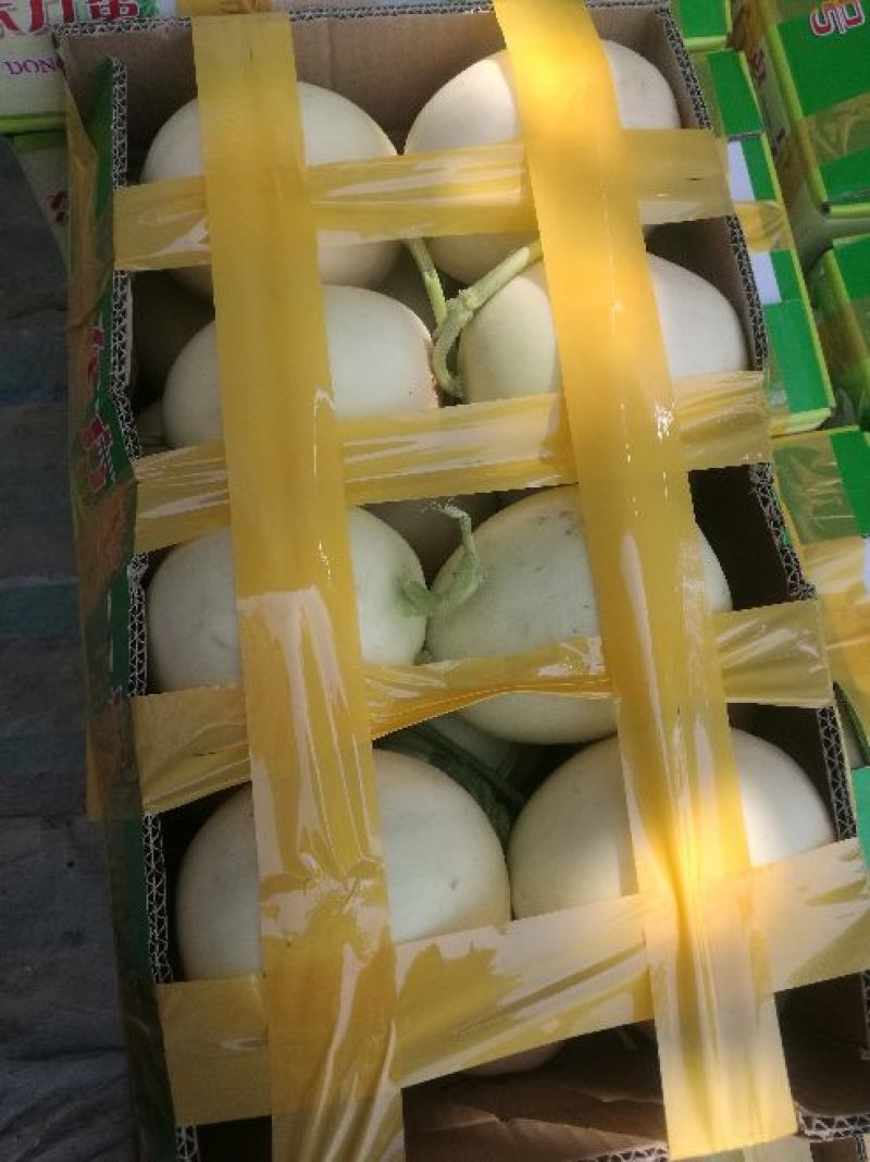 陕西东方蜜白甜瓜精品1斤以上